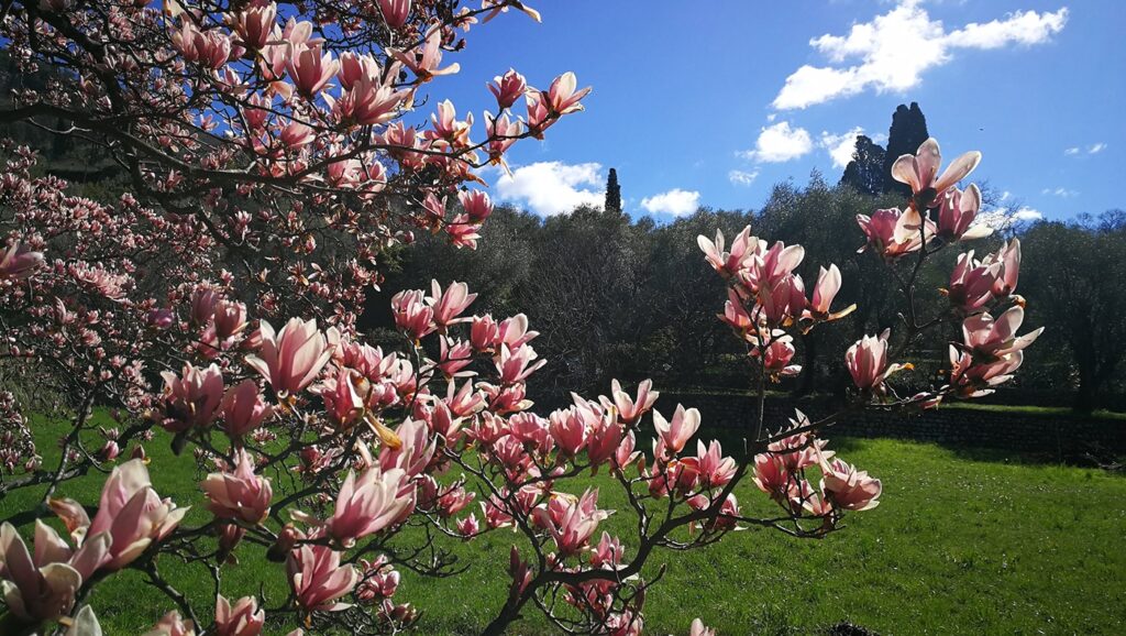 Entretien de jardin à Grasse